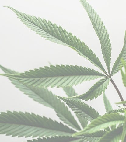 Pourquoi CBD interdit ?