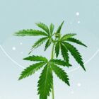 Quel CBD est le plus efficace ?