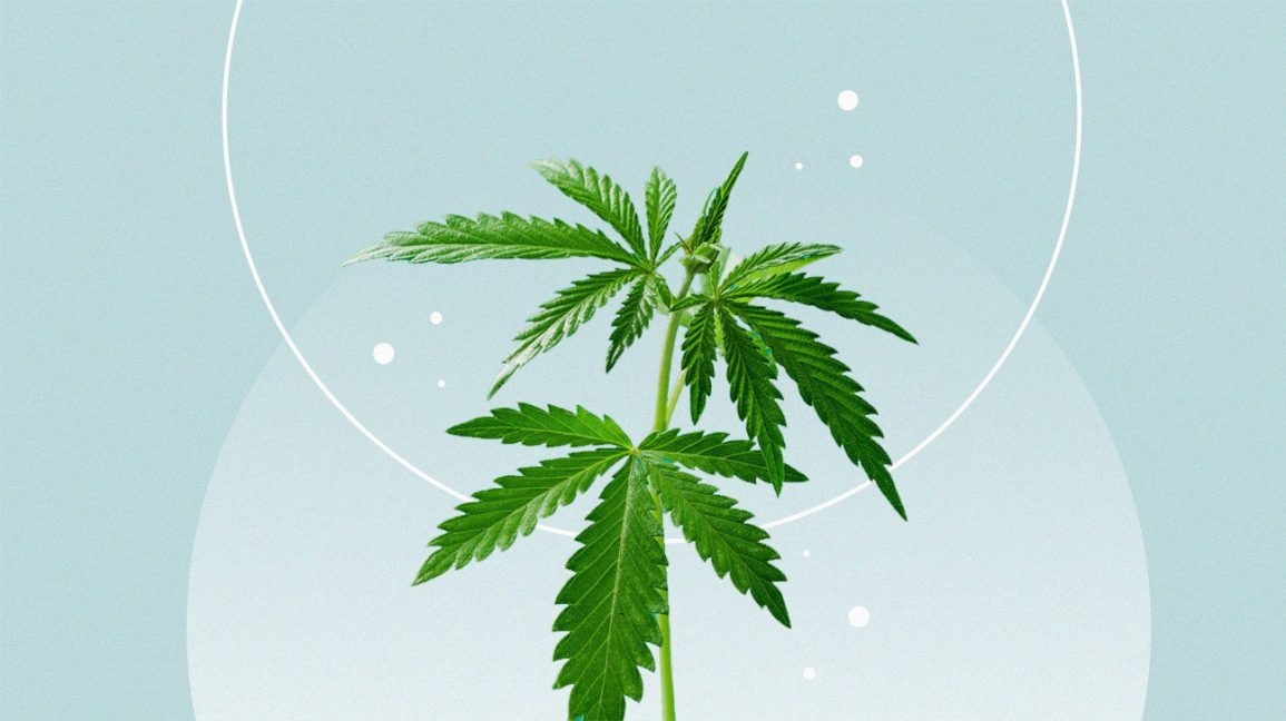 Quel CBD est le plus efficace ?